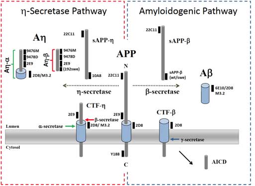 η-Secretase processing of APP inhibits neuronal activity in the hippocampus