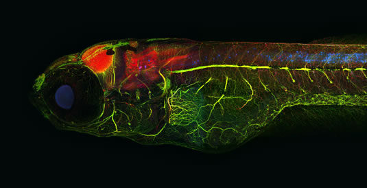 “Alzheimer” Zebrafish, stained for Tau (red), neurons (green), and pathologic Tau (blue) (10X) Image: Dominik Paquet