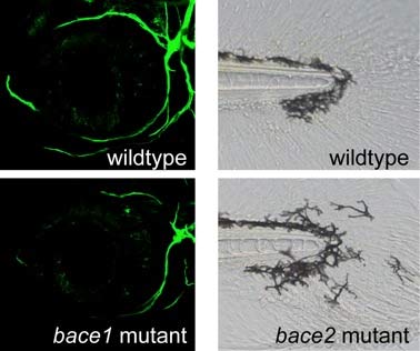 Loss of Bace 1 causes hypomyelinaton (left) shown by reduced myelin (green) surrounding trigeminal axons, whereas loss of Bace 2 results in a distinct pigment migration phenotype (right) as seen in the tail tip