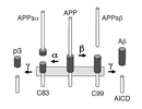 Proteolytic processing of APP by alpha, beta- and gamma-secretase