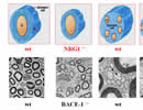 BACE1 deficiency phenocopies the hypomyelination of type III NRG1 mutants