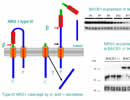 Type III NRG1 cleavage is BACE1 dependent