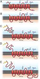 The GxGD Protease Family