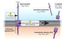 Regulated Intramembrane Proteolysis of TNFa