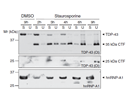 Caspase-dependent cleavage of TDP-43 leads to the formation of insoluble TDP-43 fragments