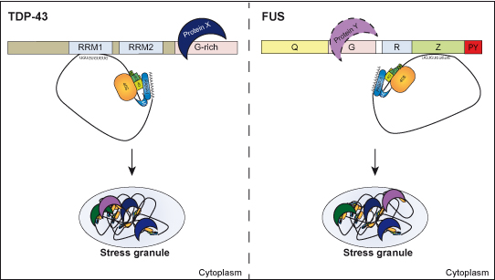 Requirements for Stress Granule Recruitment