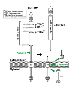 TREM2-processing-250