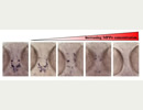MPP+ treatment leads to a dose dependent loss of dopaminergic neurons in zebrafish. Dopaminergic neurons are detected by in situ hybridization using tyrosine hydroxylase as a marker