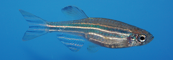 Zebrafish (Danio rerio) as a model to study gene function and novel drugs