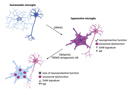 Loss of TREM2 rescues hyperactivation of microglia, but not lysosomal deficits and neurotoxicity in models of progranulin deficiency 