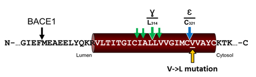 Fleck-et-al-Fig.4c_500