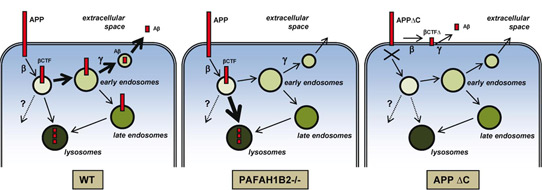 Loss of PAFAH1B2 Reduces Amyloid-β Generation by Promoting the Degradation of Amyloid Precursor Protein C-Terminal Fragments