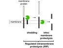 A single-span membrane protein is first cut within its ectodomain (ectodomain shedding) and then within its transmembrane domain