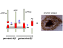 The combination of β- and γ-secretase leads to the generation of the pathogenic Aβ peptide, whereas the cleavage by α-secretase prevents Aβ generation and thus the mechanisms leading to Alzheimer's disease