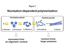 Nucleation-dependent polymerization