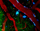 2-Photon microscopy 
