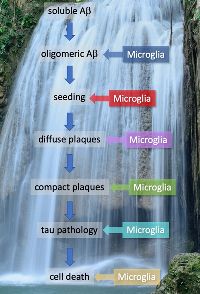 Figure_Amyloid-Cascade-400