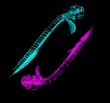 Loss of TDP-43 in zebrafish causes severe mispatterning of the vasculature (magenta) compared to wildtype (cyan)