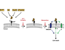 Putative model of oligomer-induced toxic signalling via PrPC