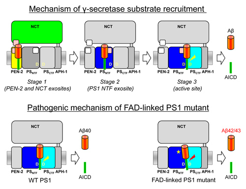 fukumori-embo-rep-500