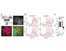 In vivo inhibition of miR-132 in V1 neurons disrupts their ocular dominance plasticity