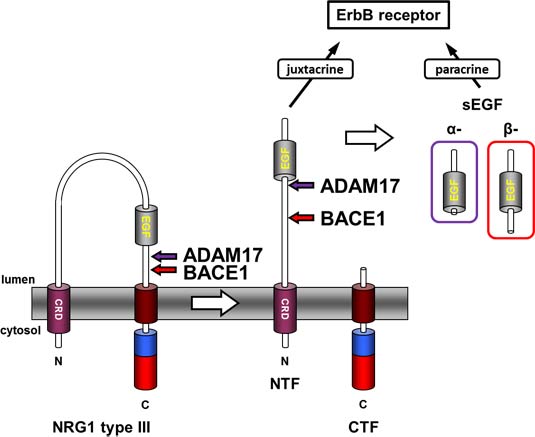 NRG1 type III processing