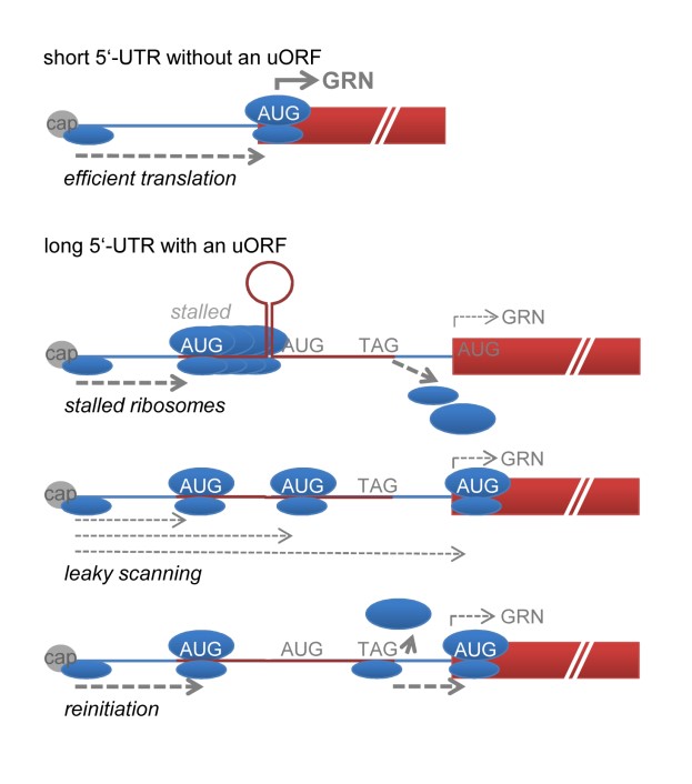 Progranulin transcripts