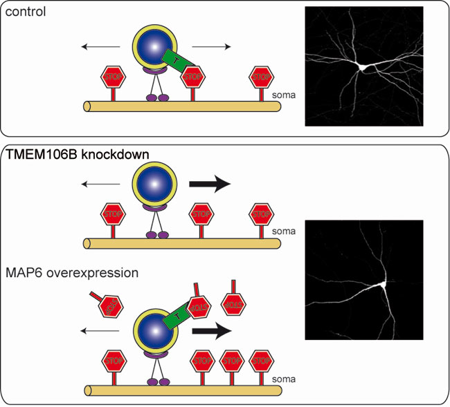 The FTLD risk factor TMEM106B and MAP6 control dendritic trafficking of lysosomes