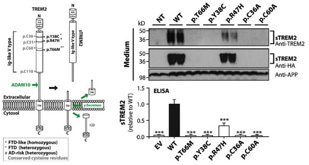 TREM2 mutations implicated in neurodegeneration impair cell surface transport and phagocytosis