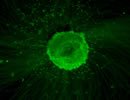 Immunofluorescent image of a cultured cerebellar explant immunostained with an antibody against Tuj1 to visualize migrating neurons.