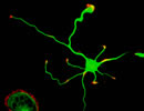 Immunofluorescent image of cultured hippocampal neurons co-stained with rhodamine-phalloidin (red) to visualize actin cytoskeleton and an antibody against neuronal marker Tuj1 (green)